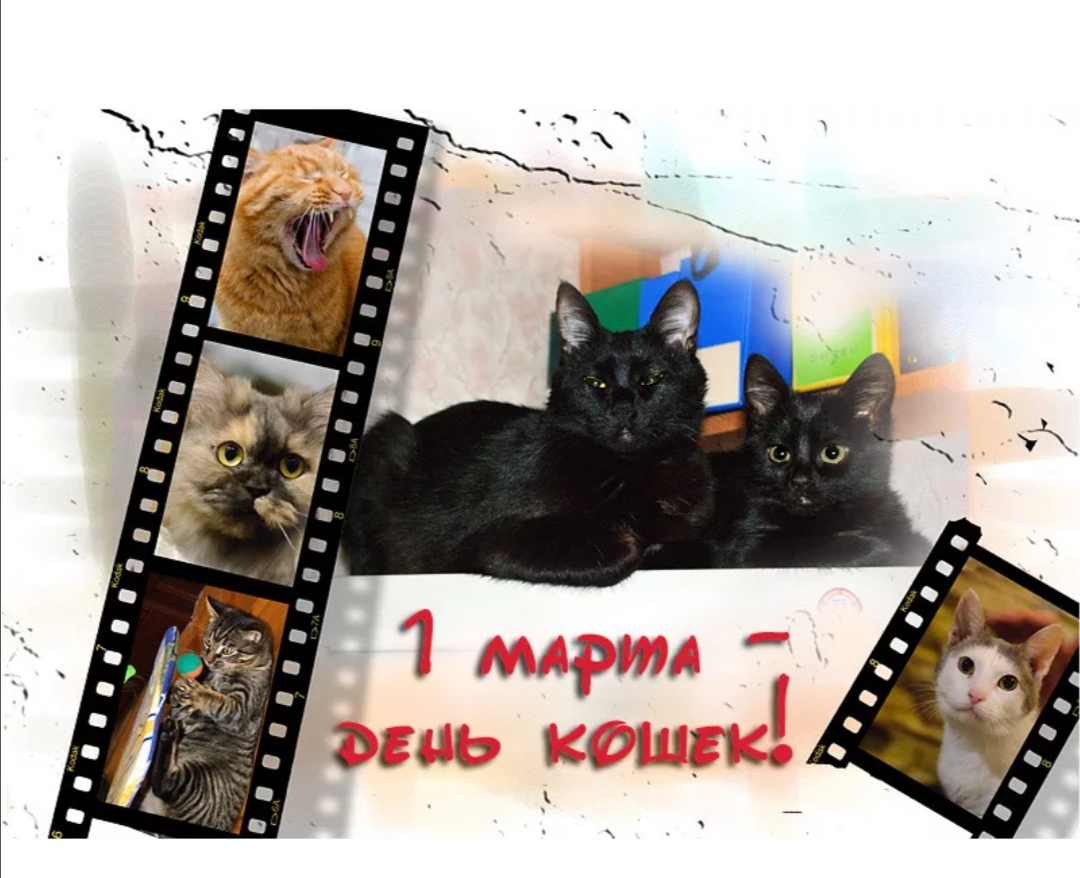 День кошек детям. 1 Марта день кошек в России. День кошек в России. Плакат ко Дню кошек. Фотоконкурс ко Дню кошек.